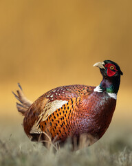 Common pheasant Phasianus colchius Ring-necked pheasant in natural habitat, grassland in early spring
