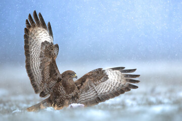landing Common buzzard Buteo buteo in the fields in winter snow, buzzards in natural habitat, hawk bird on the ground, predatory bird close up winter bird