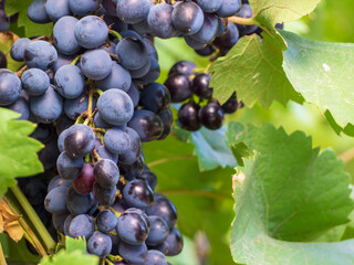 Close-up of a brush of ripe black grapes among the foliage on a vine
