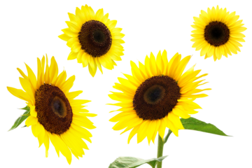 ヒマワリ　切り抜きセット