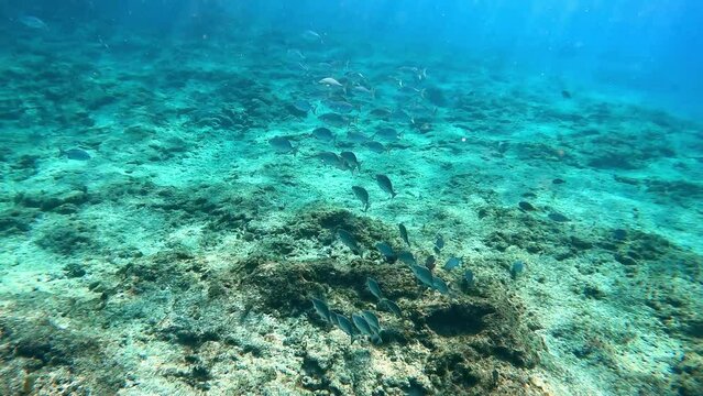 A school of Bermuda Chub swimming near the rock and coral reef