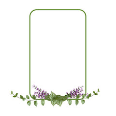 Rectangular flower arrangement.  Sage flowers and green leaves isolated on white background.  Festive flower arrangement. Border of green branches. Floral frame. Copy space.