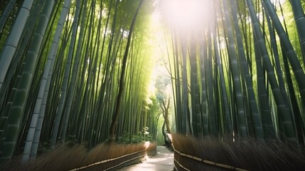 sunlight through the bamboo forest