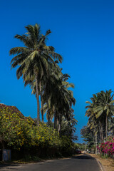 Fototapeta na wymiar Palm trees in green oasis