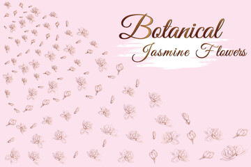 jasmine line flowers.
frame and pink background vector illustration.
