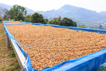 selective focus, good quality coffee beans, coffee drying honey process on shelf natural sunlight plantation at factory community north of Chiang Rai Thailand, - obrazy, fototapety, plakaty
