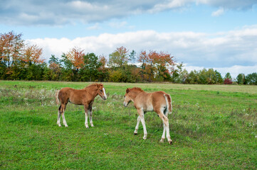 Fototapeta na wymiar Foals graze and rest in the pasture