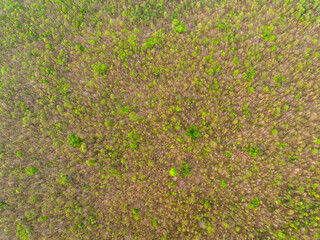 Aerial top view forest tree, Rainforest ecosystem and healthy environment concept and background, Texture of green tree forest view from above.	
