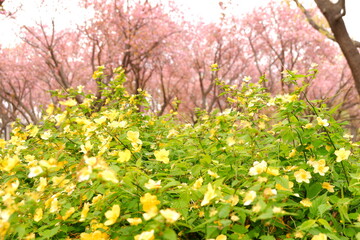日本、神奈川、公園、日本庭園、植物、4月、春、花、緑、自然、ナチュラル、野外、屋外、木、庭園、