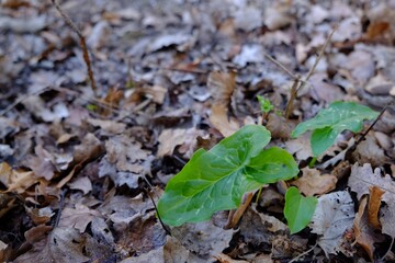 Beautiful green plant growing in fallen leaves outdoors. Space for text