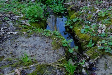 View of green moss, plants and puddle outdoors
