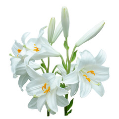 White Lily flowers isolated on transparent background