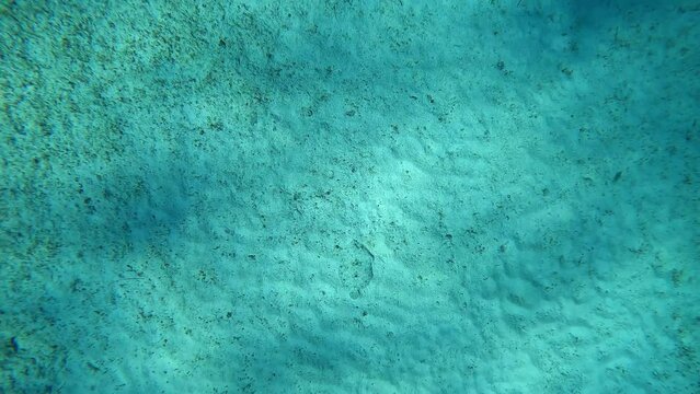 A peacock flounder swimming at Turtle reef on the sandy floor in the clear ocean