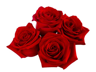 beautiful bouquet of red roses arrangement isolated on white background