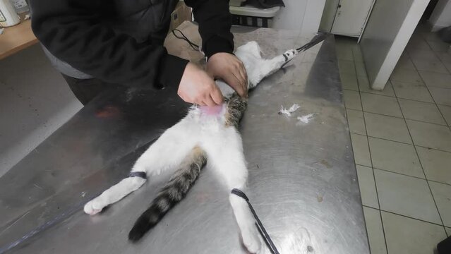 vet using a razor to shave the abdomen area of ​​a cat, prior to ovarial removal surgery