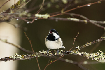 Coal tit (Periparus ater) singing in the forest in early spring.