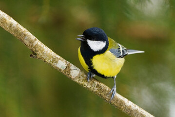 Great tit (Parus major) perched in the forest in early spring.	