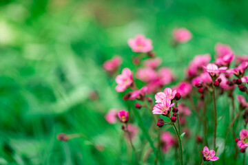 Saxifrage flowers plant in garden. Beautiful pink saxifrage closeup macro. Floral background of moss saxifrage in floral garden. Springtime with beautiful flowers in garden
