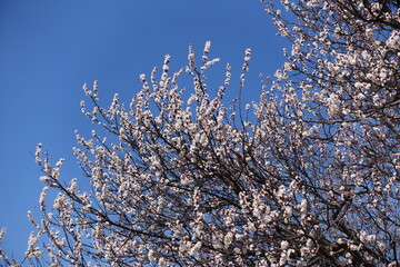 Branches of blossoming apricot tree against blue sky in March