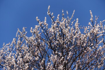 Deep blue sky and crown of blossoming apricot tree in March
