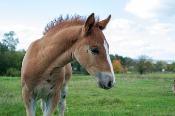 brown foal in nature, autumn landscape and pasture