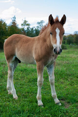 brown foal in nature, autumn landscape and pasture