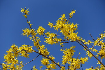 Cloudless blue sky and bright yellow flowers of forsythia in March