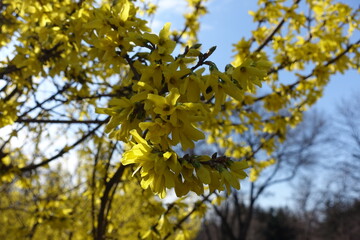 Considerable amount of yellow flowers of forsythia against blue sky in mid March