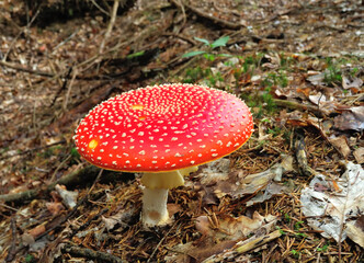 Big beautiful fly agaric in the forest