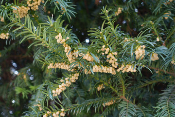 Little brown male cones in the lafage of European yew in mid March