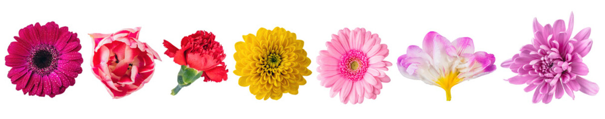 Flowers close-up collection view from above, set isolated on transparent white background