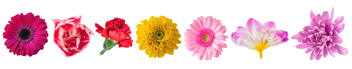 Gordijnen Flowers close-up collection view from above, set isolated on transparent white background © Photocreo Bednarek