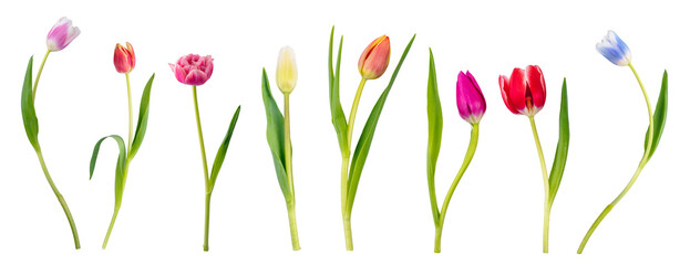 Single tulip flowers collection, set isolated on transparent white background - obrazy, fototapety, plakaty