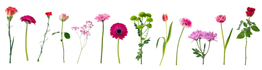 Foto op Plexiglas Single flowers collection, set isolated on transparent white background © Photocreo Bednarek