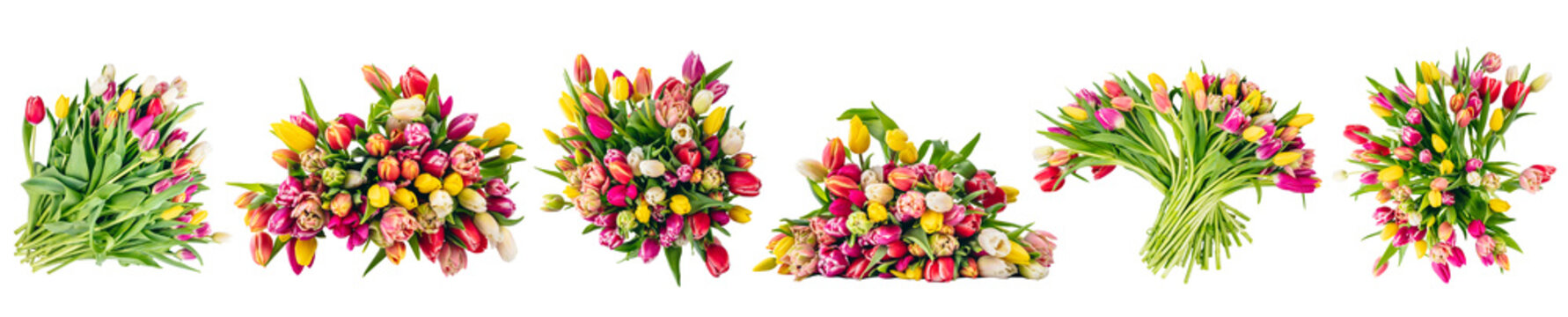 Tulip flowers bouquets collection, set isolated on transparent white background