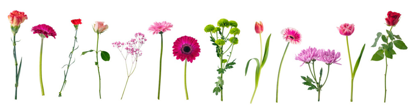 Single flowers collection, set isolated on transparent white background