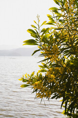 Obraz premium mimose tree