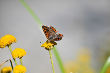 Small copper butterfly