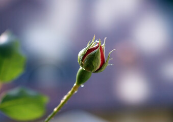 red rose bud on a blurred natural background
