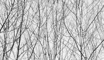 branches in the forest forming a natural textured background