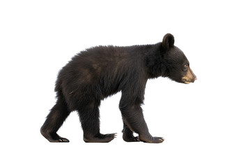 Fototapeta premium an isolated baby black bear cub walking, side-view, Alaskan, horizontal, mountain-themed photorealistic illustration on a transparent background in PNG. Ursus americanus. Generative AI