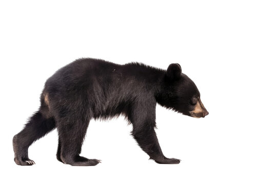 an isolated baby black bear cub walking, side-view, Alaskan, horizontal, mountain-themed photorealistic illustration on a transparent background in PNG. Ursus americanus. Generative AI