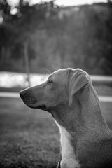 black and white dachshund