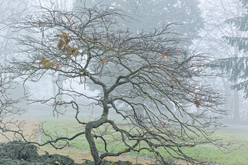 Japanischer Blutahorn im Winter ohne Laub, Nebel Dunst im Park