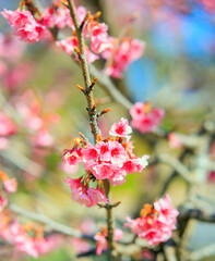 Blossoming cherry tree