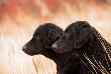 Curly Coated Retrievers on seaside