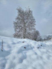snow covered trees