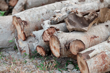 Piece of wood for kindling fire on blur background. Large circular piece of wood. Wood texture. Detail wood. High quality photo.