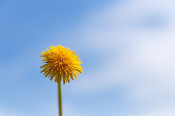 yellow dandelion against the blue sky, beautiful background