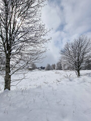 snow covered trees